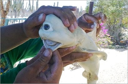 Ilmuwan: Hiu Albino Bermata Satu Ini Nyata