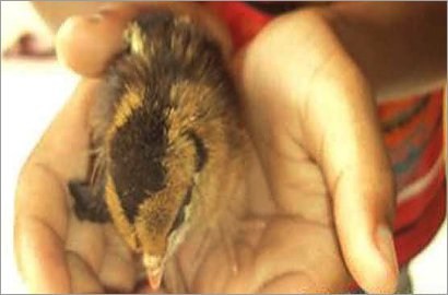 Ayam Unik Lahirkan Anak Tanpa Bertelur