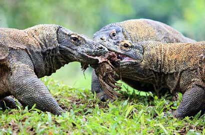 Pulau Komodo Resmi Masuk 7 Keajaiban Dunia Baru