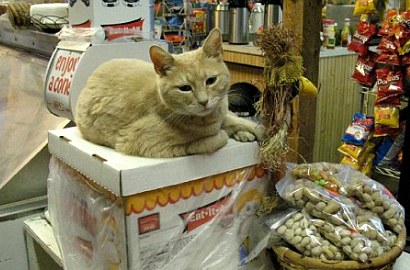 Kucing Ini Sudah 15 Tahun Menjabat Sebagai Walikota