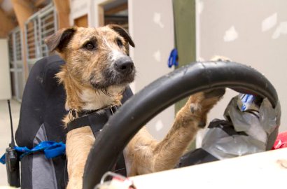 Wow, Anjing Dilatih Menyetir Mobil di Selandia Baru