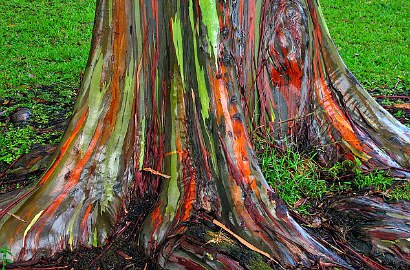 Batang Pohon Eukaliptus Ini Berwarna Pelangi Alami