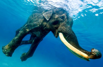 Rajan, Gajah Satu-Satunya di Dunia yang Hobi Berenang
