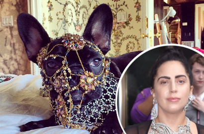 Lady GaGa Dikecam PETA Karena Dandani Anjingnya dengan Perhiasan