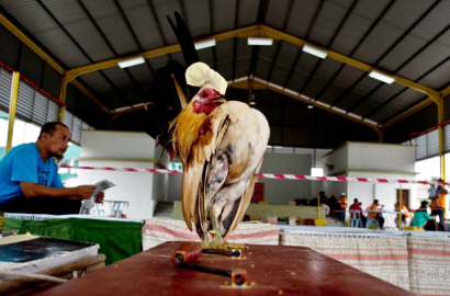 Uniknya Ayam Serama yang Mungil di Malaysia