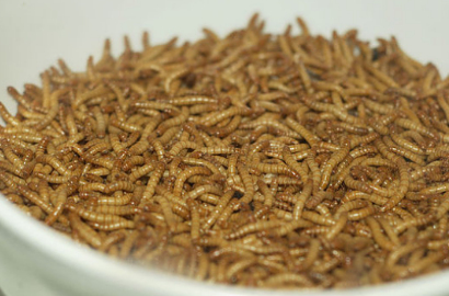 Korea Selatan Sedang Trend Makanan Ditambahi Larva?