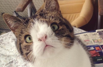 Punya Kelainan Kromosom, Kucing Imut Ini Jadi Mirip Kelinci