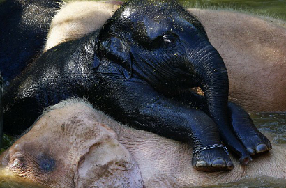 Lucunya Gajah Hitam Main Bersama Gajah Putih