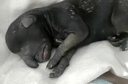 Anak Anjing di Argentina Terlahir dengan Hidung Belalai