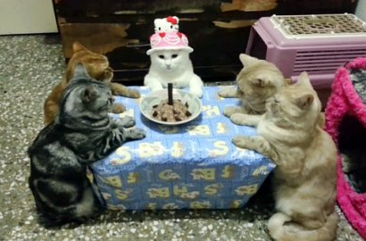 Lucunya Aksi Para Kucing Saat Merayakan Ulang Tahun Bersama