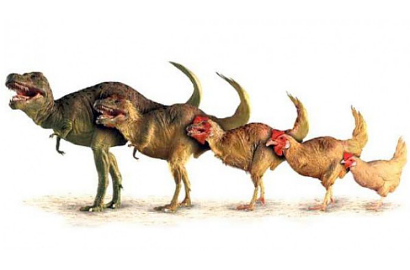 Ayam dan Kalkun Ternyata Keturunan Dinosaurus?