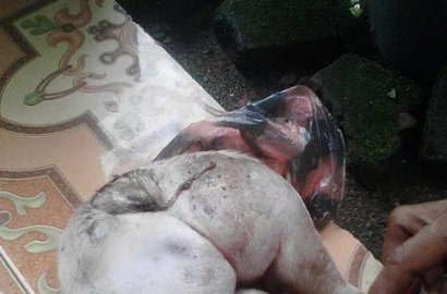 Kambing Unik dari Aceh Sedot Perhatian Warga