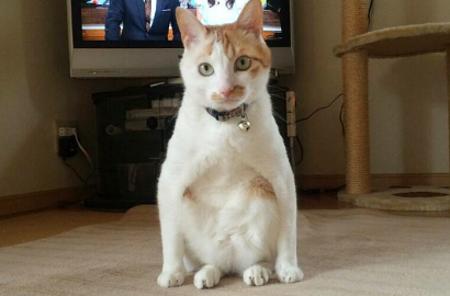 Waduh, Kucing Hobi Duduk Makin Banyak di Jepang