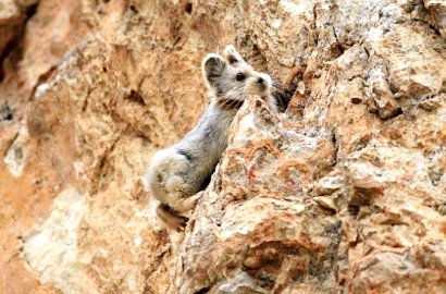 Pika untuk Pertama Kalinya dalam 20 Tahun Tertangkap Kamera