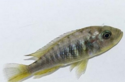 Waduh, Ikan Inggris Ini Punya Kelamin Ganda
