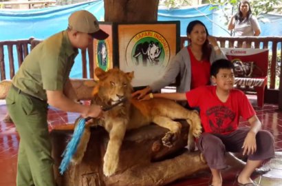 Jahat, Singa di Taman Safari Bogor Diduga Dibius dan Dipaksa Foto Bareng Pengunjung
