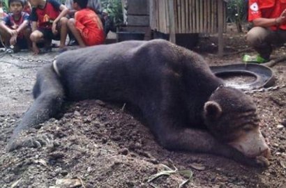 Masuk Perkampungan, Beruang Madu Raksasa Hebohkan Warga Sumatera Selatan