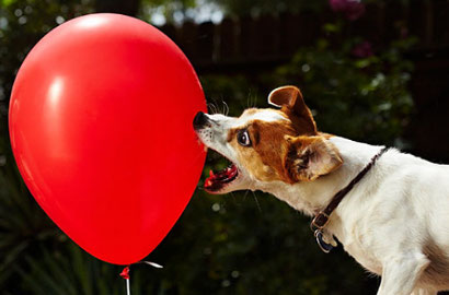 Cetak Rekor, Seekor Anjing Bikin 100 Balon Meletus Kurang Dari 40 Detik