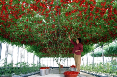 Wow, Satu Tanaman Tomat di Amerika Bisa Hasilkan 32 Ribu Buah Sekali Panen