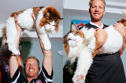 Gemes Banget, Intip Unyunya Kucing Bobcats Tergendut Ini