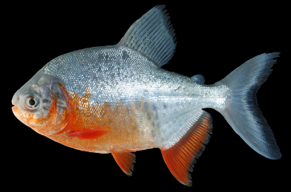 Ada Ikan Kembaran Piranha Bergigi Mirip Manusia, Makan Apa?