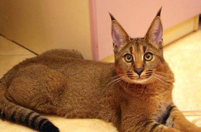 Bertelinga Unik, Kucing Langka Ini Dijual Rp 313 Juta Per Ekor