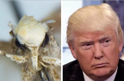 Gara-Gara Alasan Ini, Ahli Biologi Beri Nama 'Donald Trump' untuk Ngengat