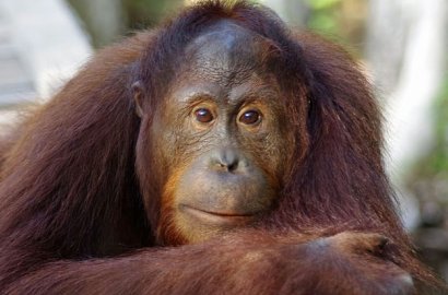 Aneh, Kebun Binatang Ini Cari Jodoh Untuk Orang Utan Pakai Tinder