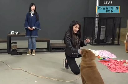 Kocaknya Anjing Seolhyun Terobsesi Kaki Mina AOA di 'My Little Television'