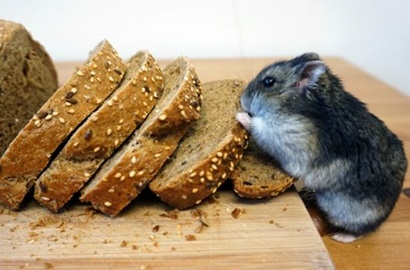 Tak Biasa, Hamster Imut Ini Tinggal di Rumah Mini dan Makan Pakai Sendok