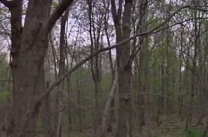 Bikin Merinding, Begini Penampakan Hantu Gadis Kecil Tertangkap Kamera di Hutan