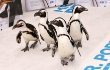 Foto: 'Anak-Anak' Jim Carrey Hadir di Premiere 'Mr. Popper's Penguins'