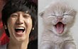 Wajah Yesung Super Junior Disamakan dengan Kucing
