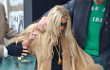 Jessica Simpson Nyaris Tertimpa Pohon Saat Liburan