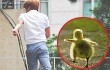 Leeteuk Merasa Dirinya Seperti Bebek