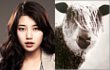 Suzy miss A Nulis Tweet Misterius untuk Fans