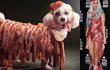 Lady GaGa Disamakan dengan Seekor Anjing Poodle