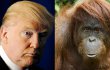 Donald Trump Ajukan Tuntutan Rp 48 Miliar Gara-Gara Diolok Orangutan