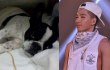 Taeyang Big Bang Ungkapkan Kesedihan Atas Kematian Anjingnya