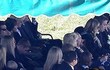 Penuh Haru dan Isak Tangis di Pemakaman Paul Walker